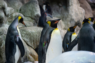 Colony of gentoo and emperor penguins sea birds