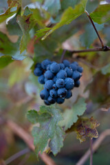 Autumn on vineyards near wine making town Montalcino, Tuscany, ripe blue sangiovese grapes hanging on plants after harvest, Italy