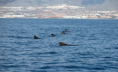 Whales watching from boat, spotted family of whales near coast of Tenerife, Canary islands, Spain