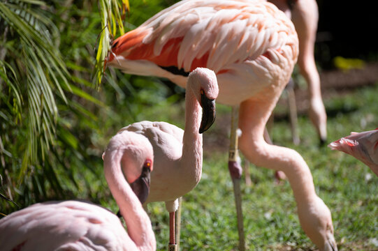 Colony of pink flamingo exotic birds