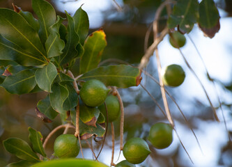 Hard green Australian macadamia nuts hanging on branches on big tree