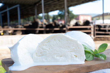 White balls of Italian soft cheese Mozzarella di Bufala Campana and Mediterrane Italiana buffalo raised on Italian cheese farm for production of buffalo milk on backgroud
