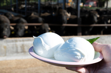 White balls of Italian soft cheese Mozzarella di Bufala Campana and Mediterrane Italiana buffalo raised on Italian cheese farm for production of buffalo milk on backgroud