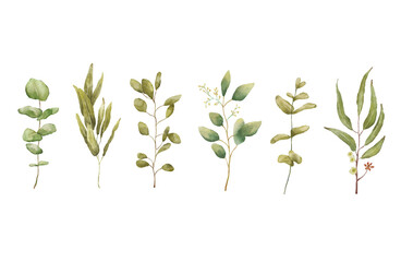 Watercolor Eucaliptus branches drawing set. Hand drawn illustration with eucalyptus leaves isolated on white background. Floral herbal collection of green plants