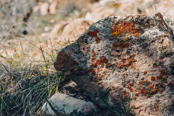 lichen on rock