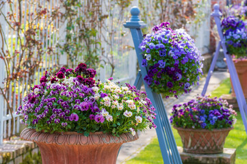 春のローザンベリー多和田　