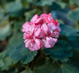 Pink flower in the garden.