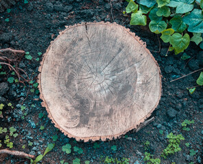 Tree stump in the park as background.