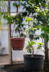 An exotic flower in a pot hangs in a greenhouse.