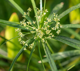 Small white flowers on a green herbaceous plant.