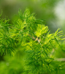 Green branches of a coniferous tree on nature.