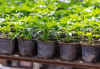 Growing flowers and plants in a greenhouse.