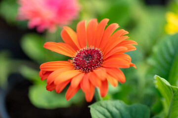 Orange flower in the garden.