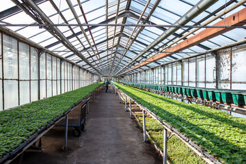 Growing flowers and plants in a greenhouse.