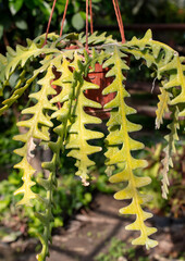 An exotic flower in a pot hangs in a greenhouse.