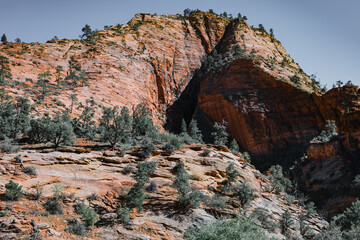 Red rocks and trees in Zion National Park