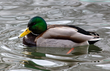 Duck swims in a pond