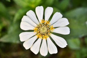 Fototapeta premium white daisy flower