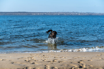 A large black dog emerges from the water onto the shore. A male Rottweiler frolicking in the water of the wide river. Sandy shore with footprints of people and animals.