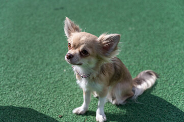 A small beige dog sits on the green surface of a sports field. An adult female Chihuahua breed.