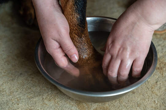 An adult woman's hands wash a large dog's paw in a metal bowl. The front paw of a Rottweiler dog. The bowl of water stands on the carpet. Living room.