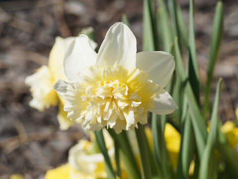 Stockfoto Narcissus | Narcisse ou jonquille 'Petit Four' à fleurs doubles à  pétales blanc, corolle frisottée et tubulaire entouré d'une collerette  blanche teintée de jaune au sommet de tiges vert moyen |