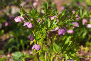 クリスマスローズ