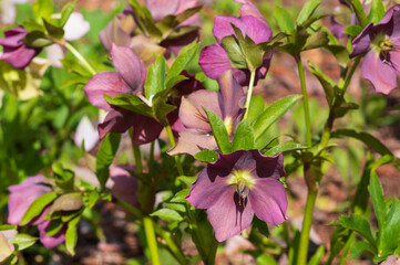 クリスマスローズ