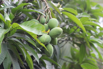 A bunch of green mango hanging on the tree