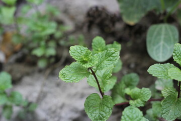 Closeup shot of mint leaves on vegetables garden
