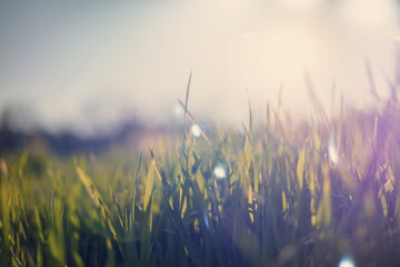 Beautiful summer background. Green fresh grass close-up in the rays of the setting sun, image with a retro tone