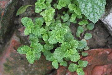Closeup shot of mint leaves on vegetables garden