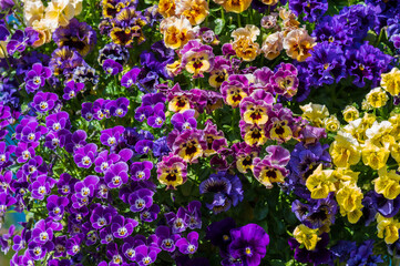 Fototapete bei efototapeten.de bestellen   