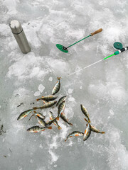 Perch with a fishing rod and a thermos on ice