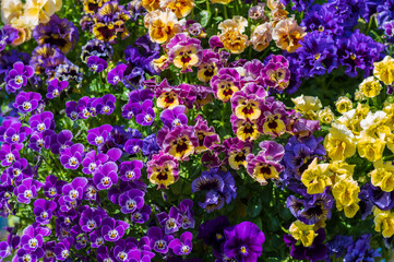 Fototapete bei efototapeten.de bestellen   