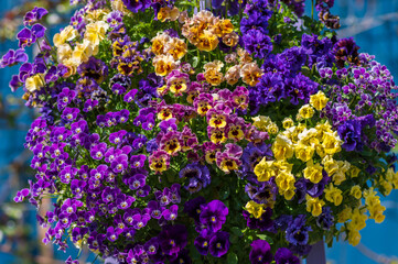 Fototapete bei efototapeten.de bestellen   