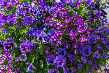 Fototapete bei efototapeten.de bestellen   