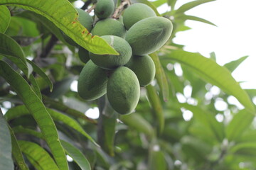 A bunch of green mango hanging on tree