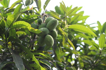 A bunch of green mango hanging on tree