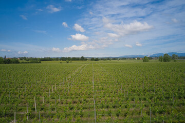 Vineyard plantations, panoramic aerial view north of Italy. Blue sky, clouds