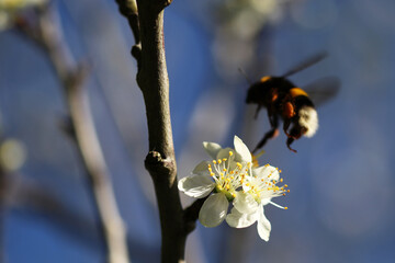 Flowers of a plum tree over which insects flutter