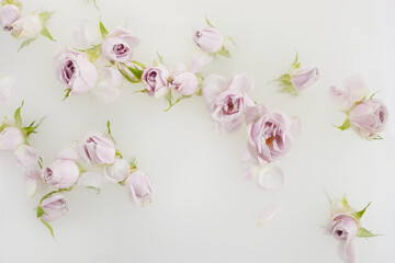 Milk bath with pink roses and petals. Top view