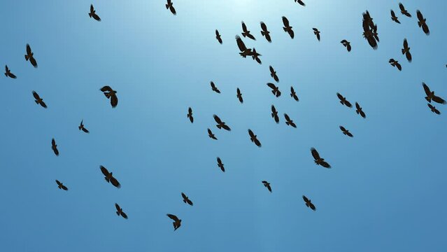 Migrating Greater group Flock of birds flying in Formation silhouette Loop Background. flock of birds flying nature and wildlife. Abstract Birds in flight in nature. wild animals. Flock sparrows