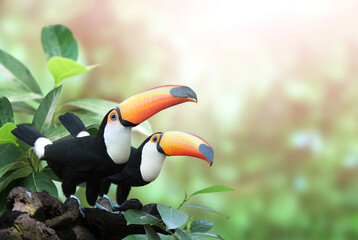 Horizontal banner with two beautiful colorful toucan birds on a branch in a rainforest - obrazy, fototapety, plakaty