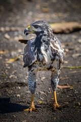 The osprey or more specifically the western osprey (Pandion haliaetus) — also called sea hawk,...