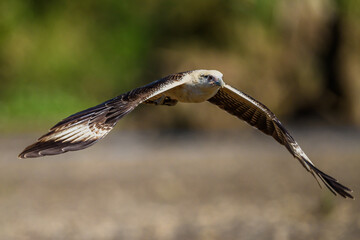 The osprey or more specifically the western osprey (Pandion haliaetus) — also called sea hawk,...