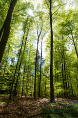 Sunlight is breaking through the leaf-filled canopies of the trees that comprise the Hallerbos in Belgium