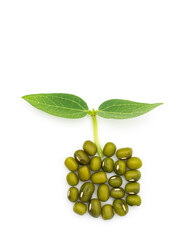 Mung bean seeds and first leaves