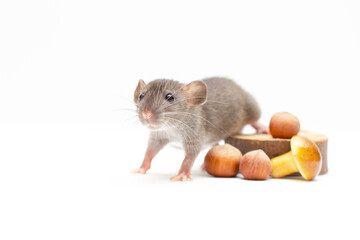 grey dumbo rat with nuts on white