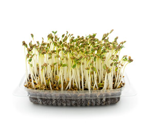 Fenugreek shoots  grown in Transparent plastic container